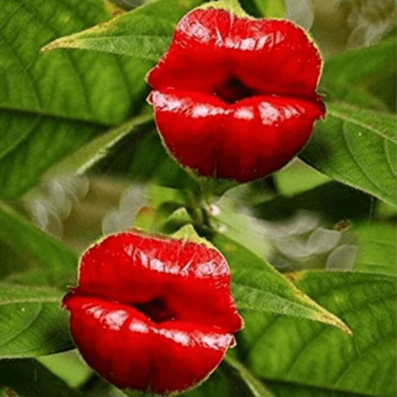 セクシーすぎる唇型植物サイコトリア・エラータ