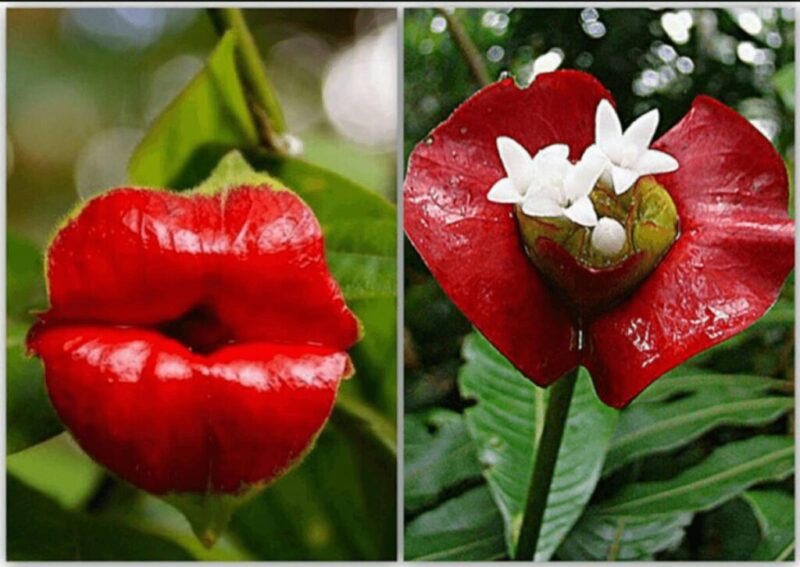 セクシーすぎる唇型植物サイコトリア・エラータ